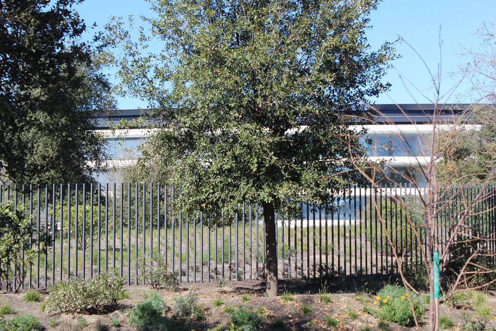 Apple Park Visitor Center