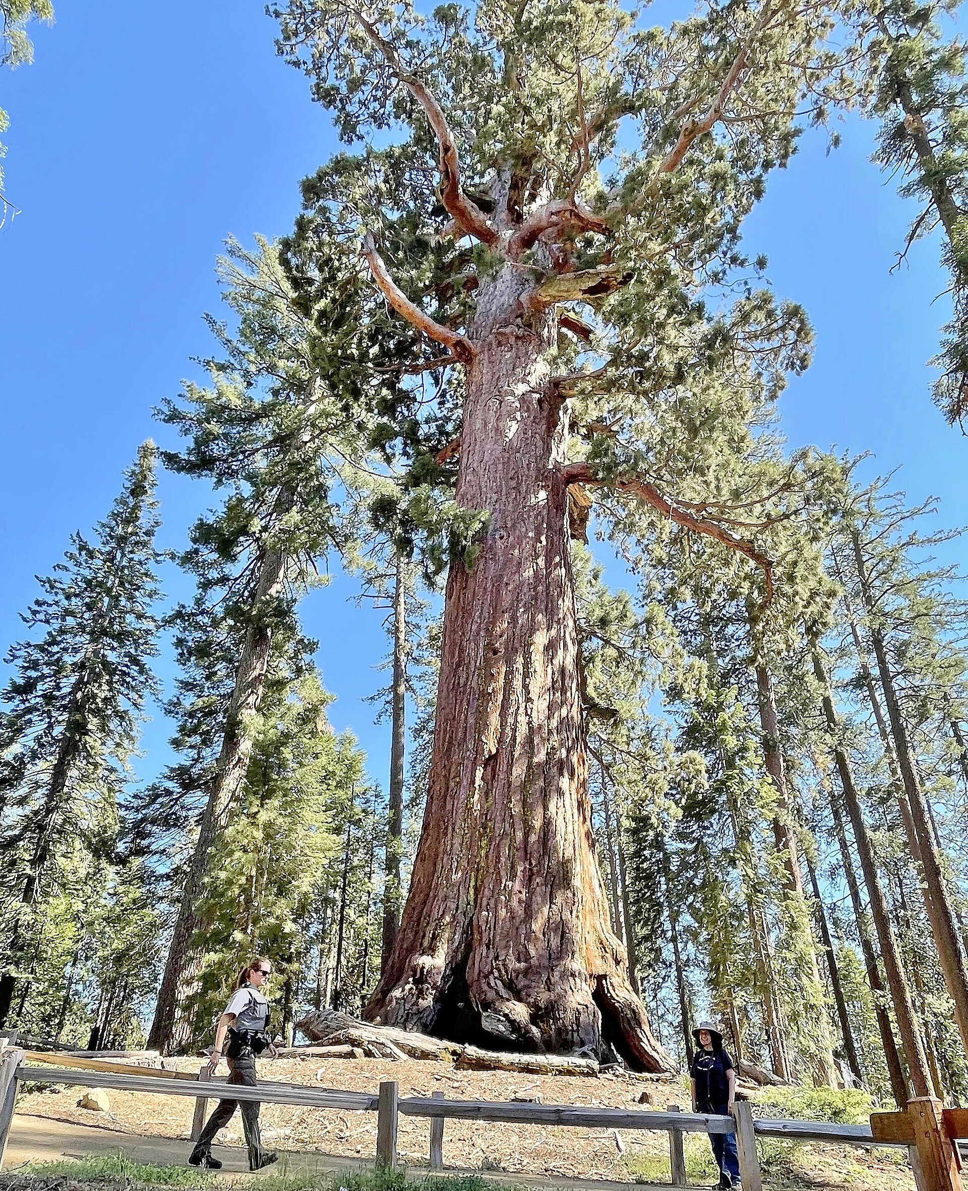 Mariposa Grove 的 Grizzly Giant 巨杉，树干极粗，游人站在木栏外