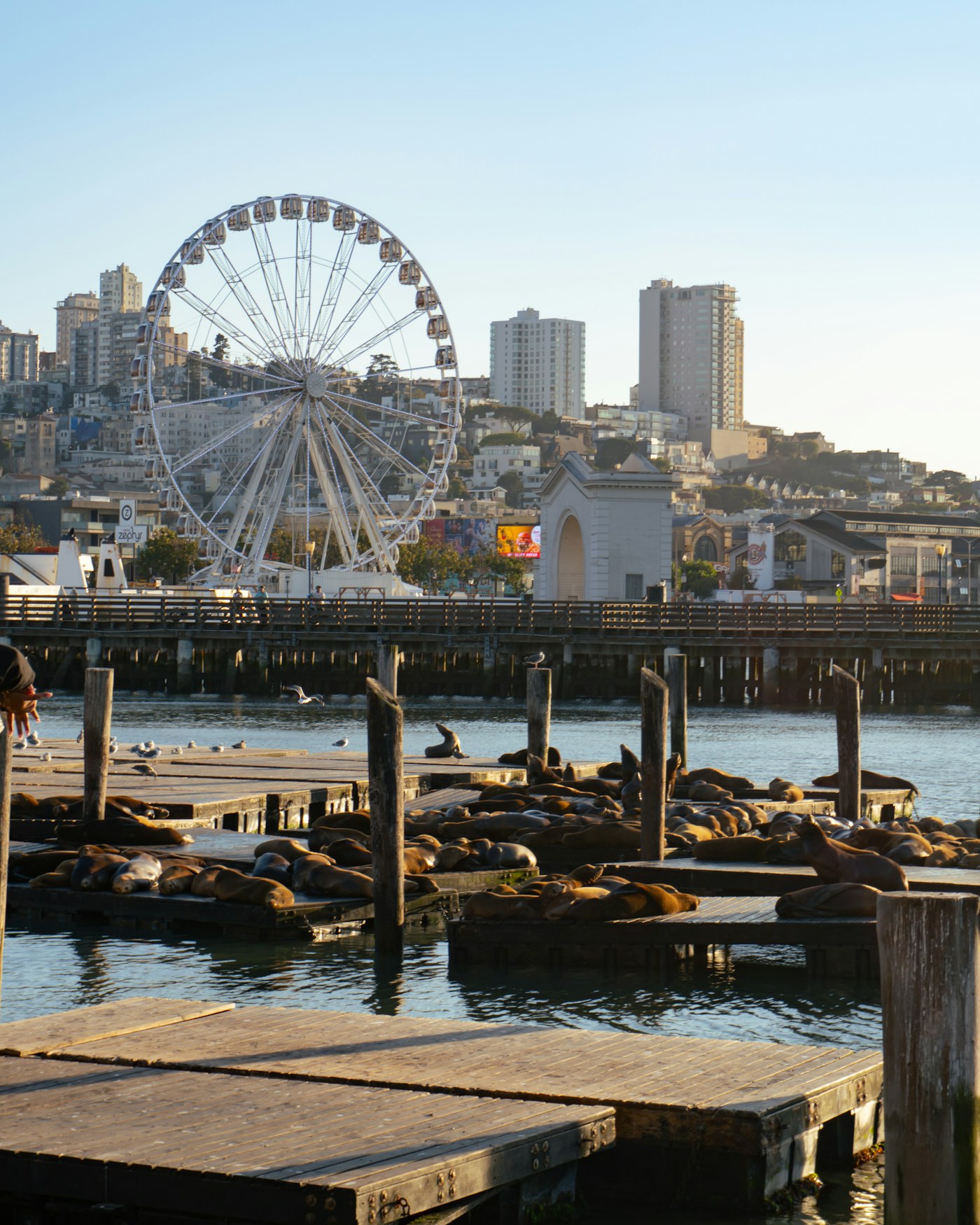 旧金山 Pier 39 渔人码头