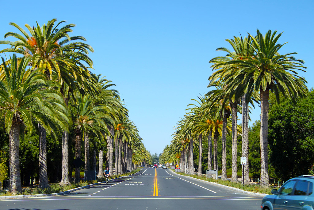 斯坦福大学主四方院 Palm Drive / Main Quad