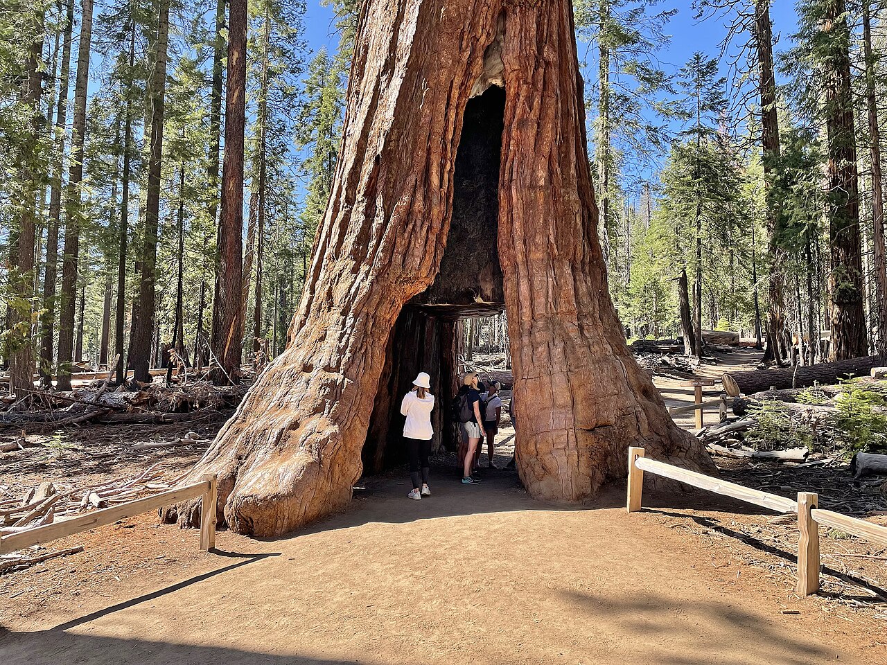California Tunnel Tree：树干底部被凿出可步行穿过的洞